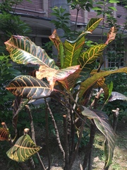 Codiaeum variegatum