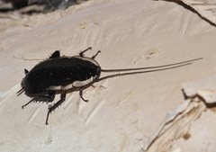 Drymaplaneta communis