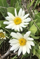 Wyethia helianthoides