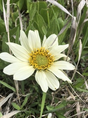 Wyethia helianthoides