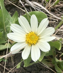 Wyethia helianthoides