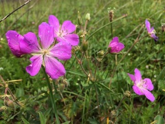 Geranium oreganum