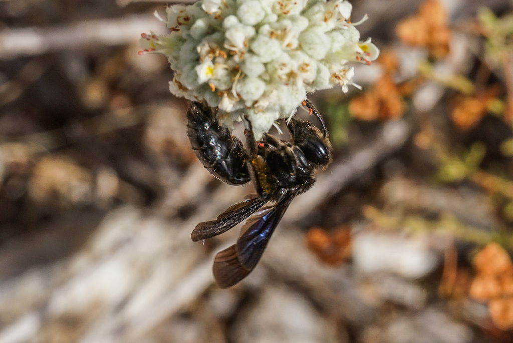 Andrena atrotegularis
