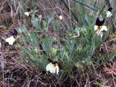 Viola hallii