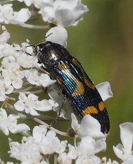 Castiarina wilsoni