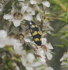 Castiarina rectifasciata