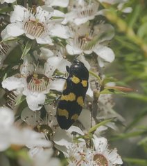 Castiarina rectifasciata