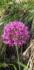 Allium giganteum