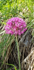 Allium giganteum