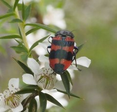Castiarina kershawi