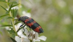 Castiarina kershawi