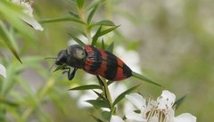 Castiarina kershawi