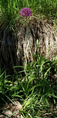 Allium giganteum