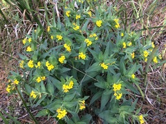 Lithospermum californicum