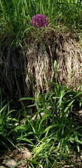 Allium giganteum
