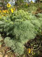 Lomatium columbianum
