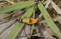 Chauliognathus imperialis