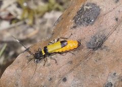 Chauliognathus imperialis