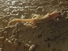 Cyrtopodion scabrum