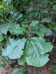 Quercus arkansana