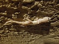 Cyrtopodion scabrum