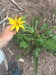 Wyethia amplexicaulis