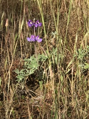 Lupinus stiversii