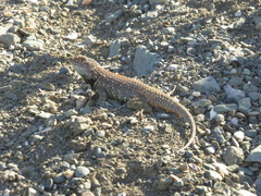Sceloporus zosteromus