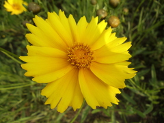 Coreopsis grandiflora