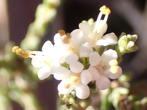 Image of Macrostylis tenuis by (c) Nicola van Berkel, some rights reserved (CC BY-SA)