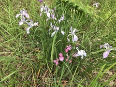 Silene hookeri