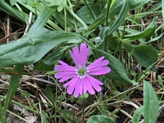 Silene hookeri