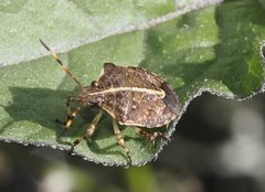 Oncocoris geniculatus