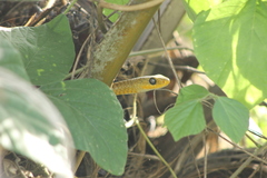 Chironius spixii