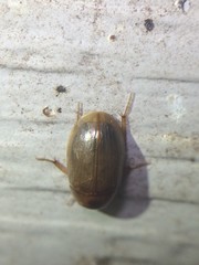 Cymbiodyta bifidus