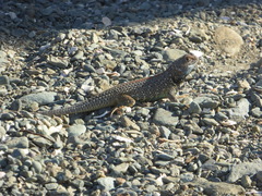 Sceloporus zosteromus