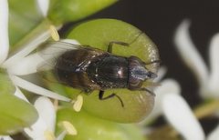 Stomorhina discolor