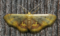 Idaea scintillularia