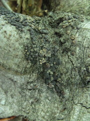 Jackrogersella cohaerens