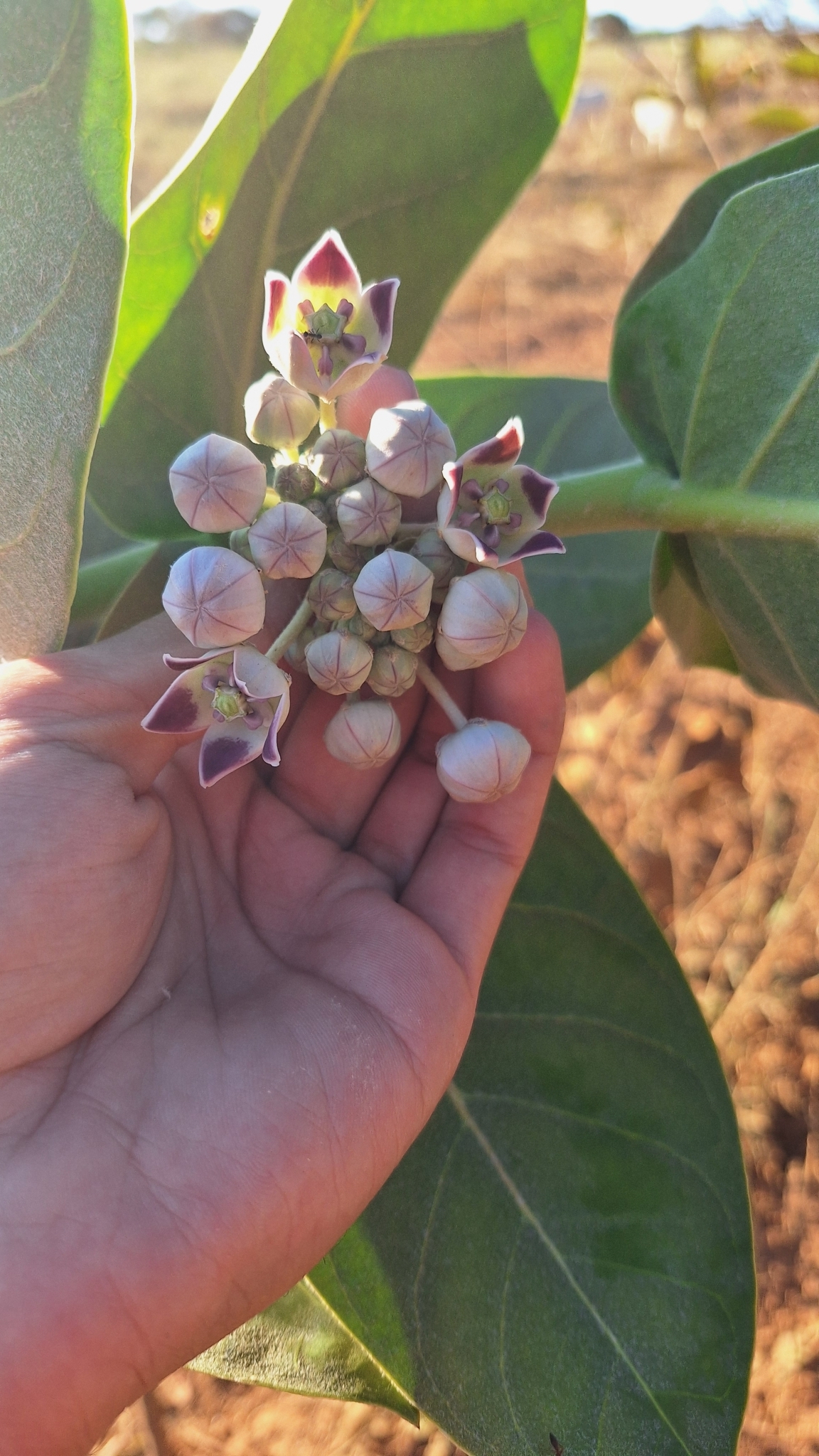 Calotropis procera
