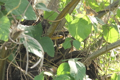 Chironius spixii