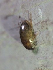 Cymbiodyta bifidus