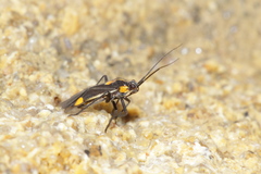 Capsodes sulcatus