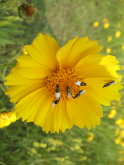 Coreopsis grandiflora