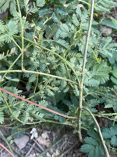 Image of Desmanthus leptolobus by (c) Haley Daniels, some rights reserved (CC BY)