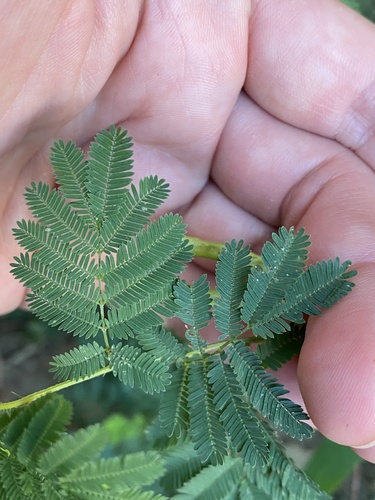 Image of Desmanthus leptolobus by (c) Haley Daniels, some rights reserved (CC BY)