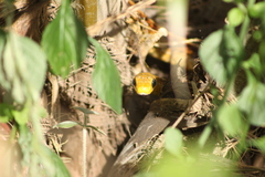Chironius spixii