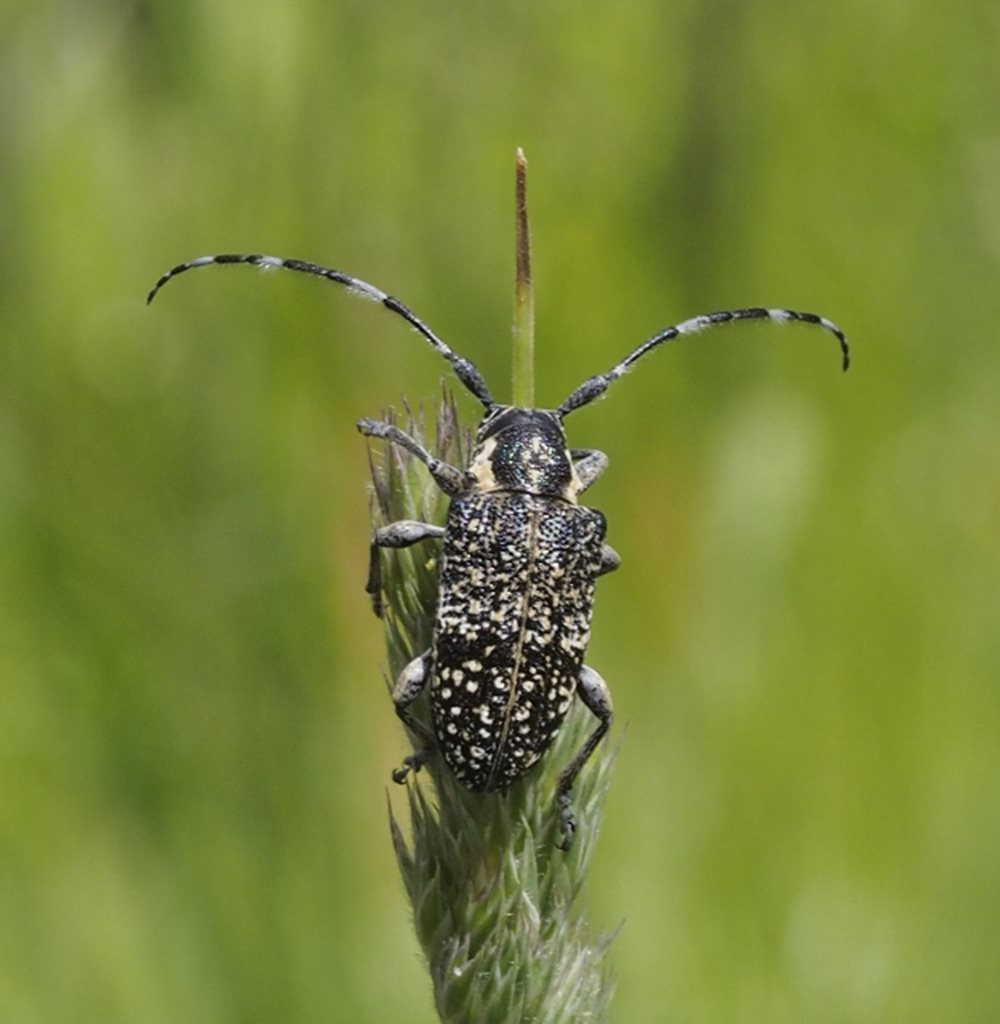 Ancita antennata