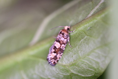 Eucopina