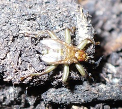 Crataerina pallida